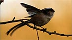 Long tailed tit. Photo: Irene Smith