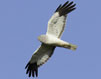 Hen Harrier