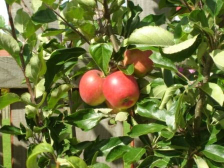apples