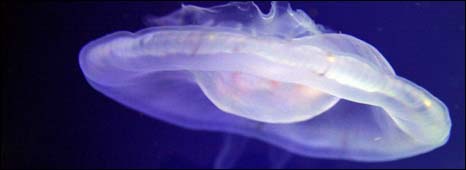 海月水母(Moon Jellyfish)