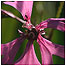 Ragged Robin c/o Tony Oliver 