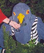 Cuckoo bird