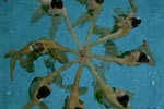 Still from Yalda