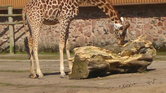 Giraffe