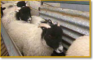 Sheep being dipped