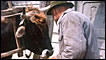 Man feeding oxen