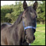 Cavalo