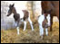 Twin foals