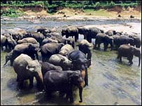 Elefantes bebem água em um rio do Sri Lanka