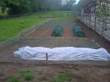 Garden.JPG