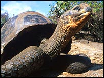 Tartaruga 