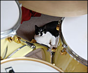 Smidge the cat