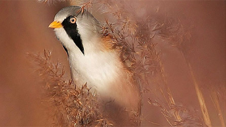 bearded_tit_ken.jpg