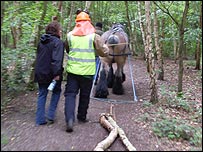 In the Outwoods