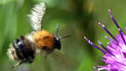 BBC Learning: Environmental Studies