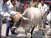 आवारा गाय