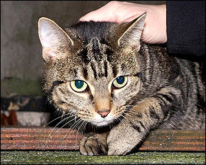 cat_cut_203.jpg