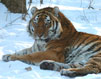 Amur tiger
