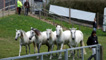 Lluniau Sioe Llanelwedd gan Hywel Gwynfryn