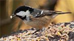 Coal tit. Photo: Steve B