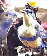 birds