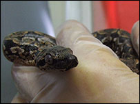 Baby snake