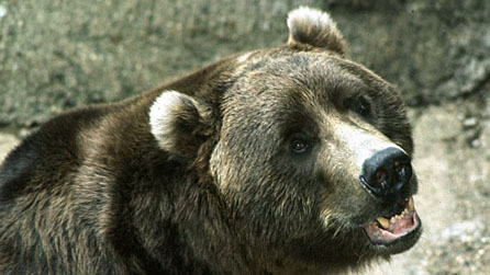 A bear
