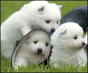 Pups in boots