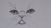 A Cat..........................