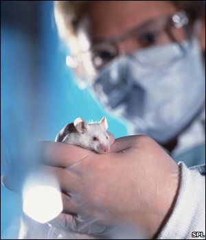 Lab mouse