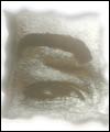 Eye logo