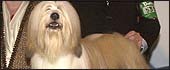 Crufts 2004