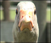 Goose