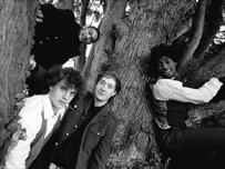 The Sycamores