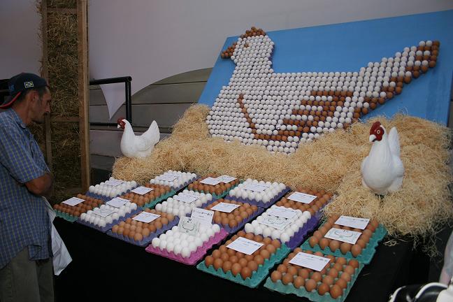 eggs