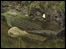 The headstone in the Annalong river