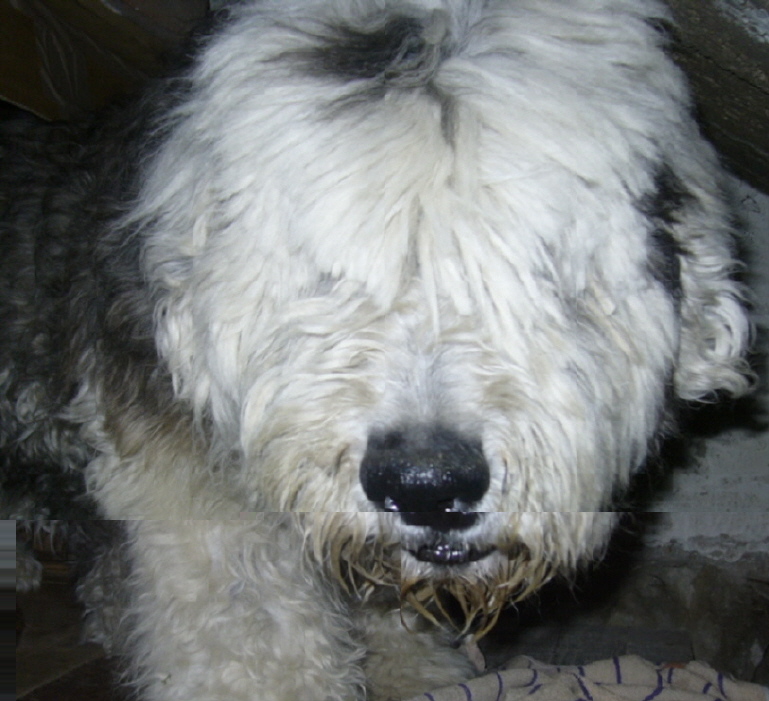 Doggie