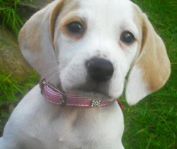 Bella the Beagle