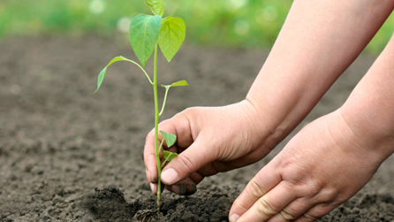 Dwylo a phlanhigyn - llun o istockphoto.com