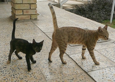 new_cat_two.JPG