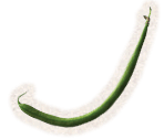 French Bean (Blue Lake)