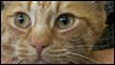 Gato