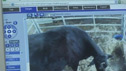 Flock-cam view