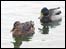 Ducks