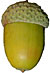 The Tiny Acorn