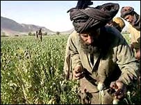 کشاورزان افغان در حال جمع آوری محصول خشخاش