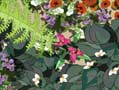 Wild Things Planting plan