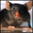 Rato