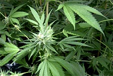 Marijuana plant