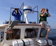 whalewatching
